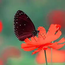butterfly pics for dp